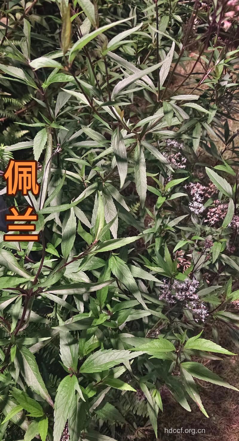 佩兰 可有效治疗口臭