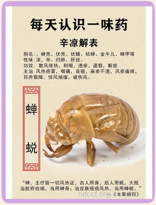 中药蝉蜕的5大功效作用