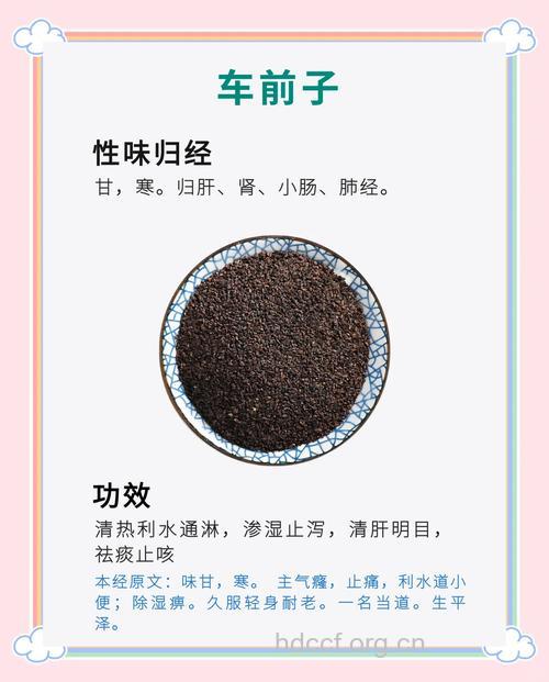 车前子数十年的治病验方