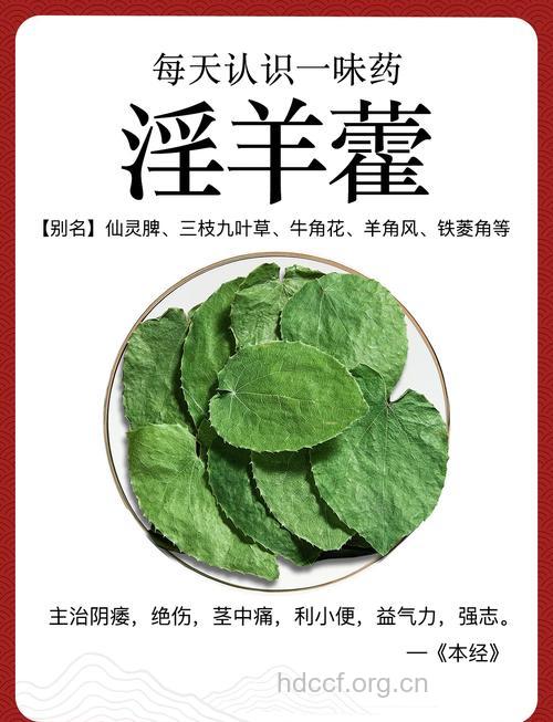 中药伟哥 淫羊藿的功效作用