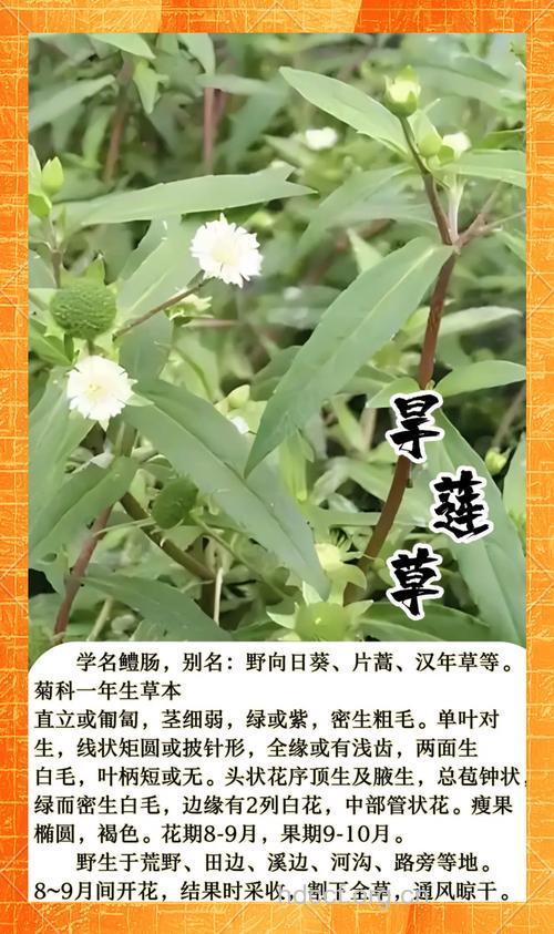 旱莲草的功效与用法