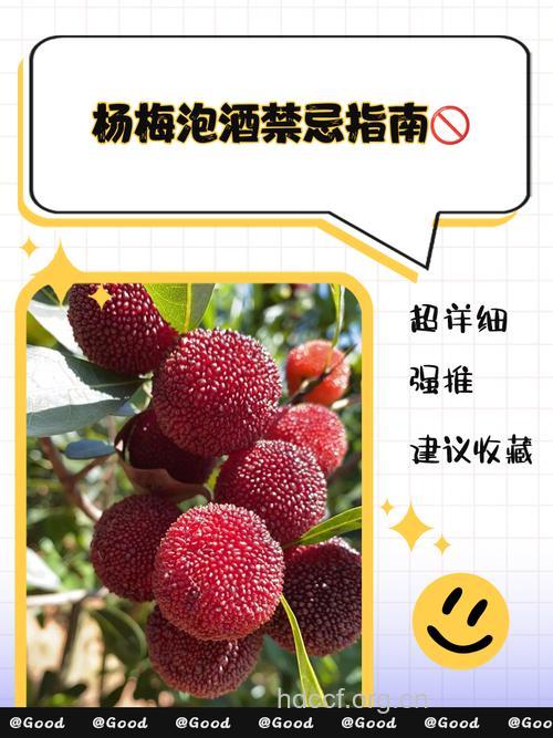 杨梅泡酒的禁忌