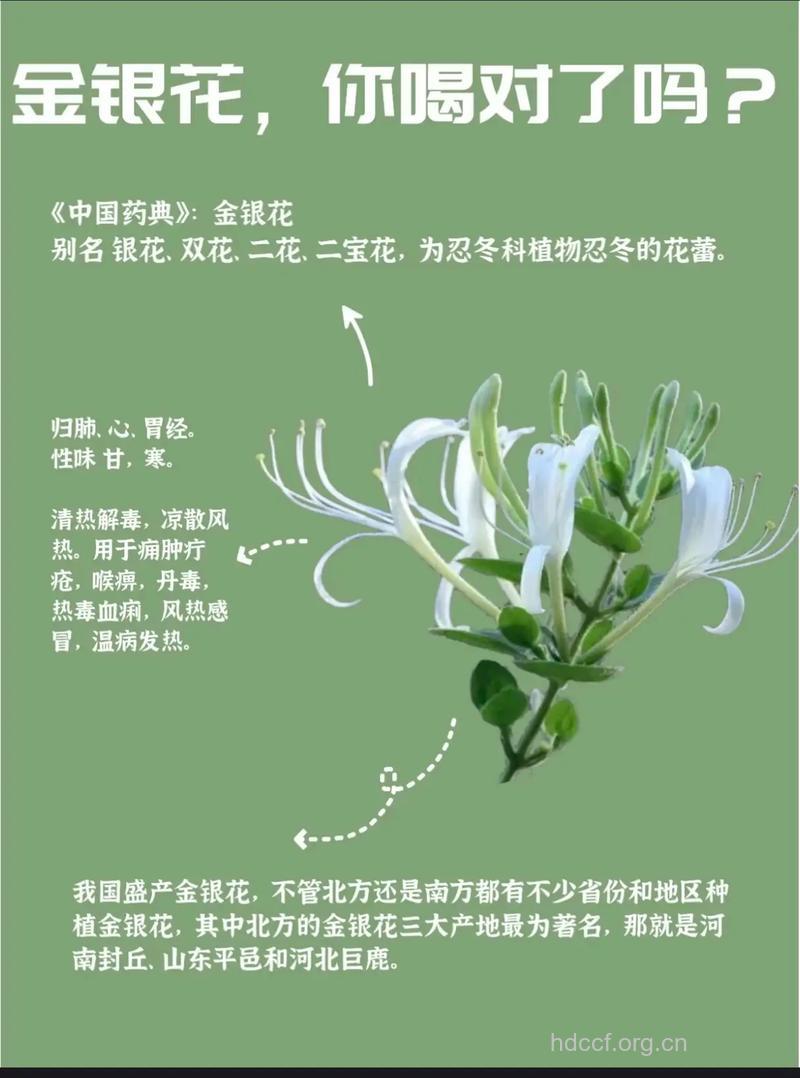 金银花的功效与作用有哪些?