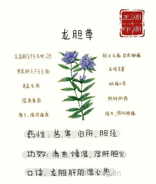 龙胆的药用功效