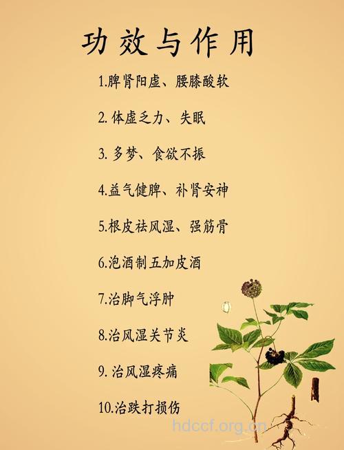 刺五加的功效与作用全析
