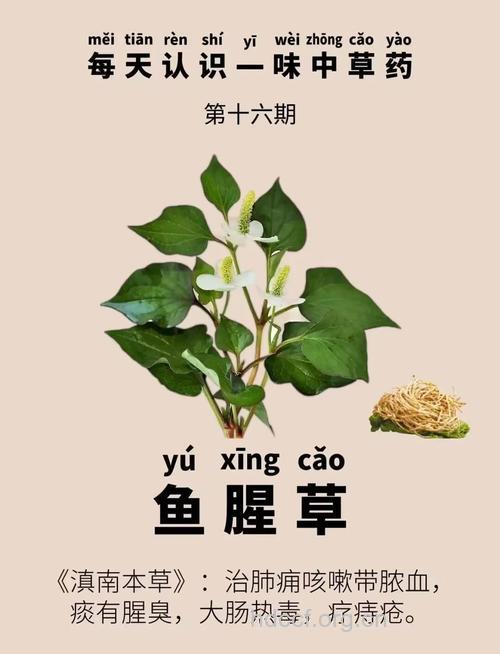 鱼腥草的功效与作用大全