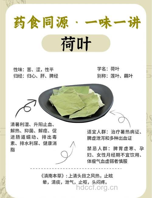 荷叶的功效与食疗作用
