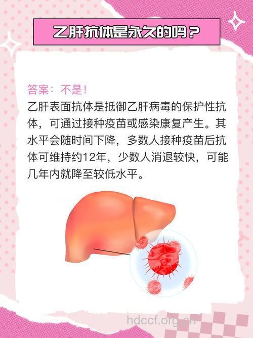 乙肝抗体或能终生免疫