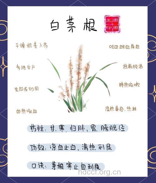 白茅根的功效和副作用