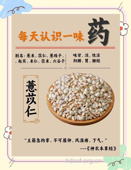薏仁入药 治病功效多