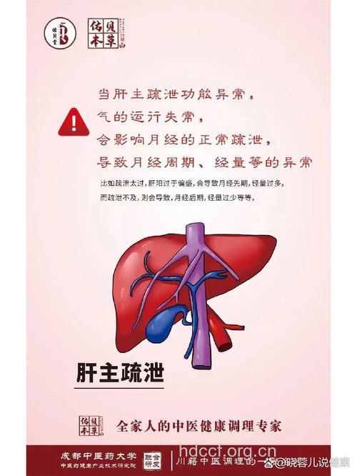 女人月经与肝脏的关系