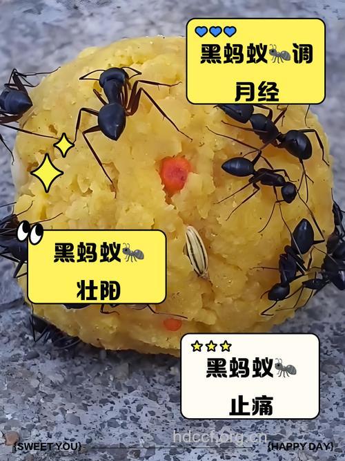 黑蚂蚁怎么吃效果好
