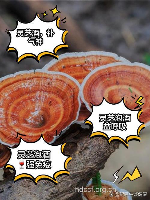 灵芝泡酒有什么功效