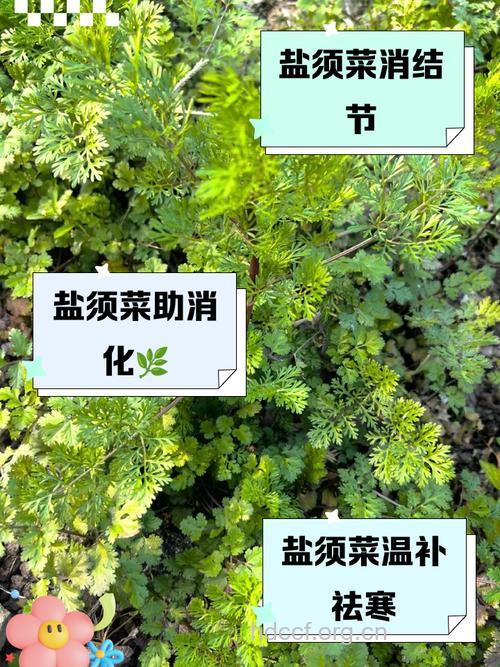 盐吃太多也会导致高血压 4种常见草药能治疗