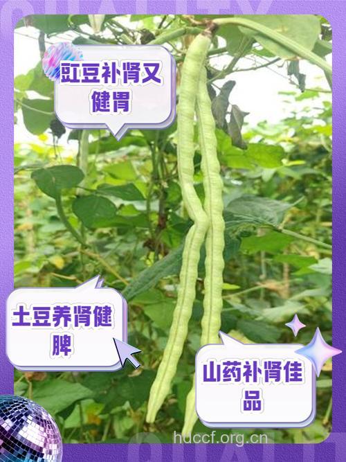 补肾菜 具有补肾功效的4种菜