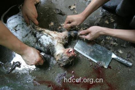 吃猫肉可治肝病？台湾恐怖杀猫人肢解进补