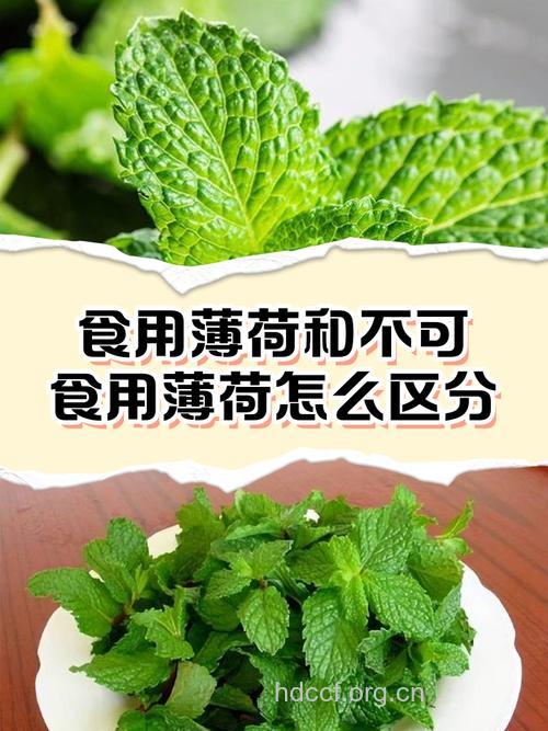 薄荷吃多会导致宫寒 宫寒禁忌这些食物