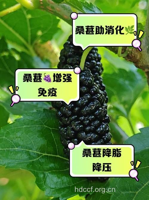 五月桑葚赛人参 吃桑葚六大好处