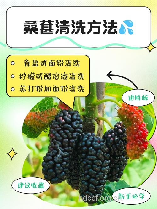 吃桑葚禁忌 桑葚的挑选清洗方法