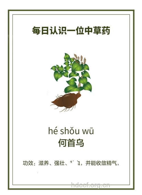 何首乌的治病功效及食疗方