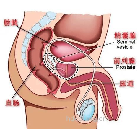 男性不育泌尿生殖检查是重点!