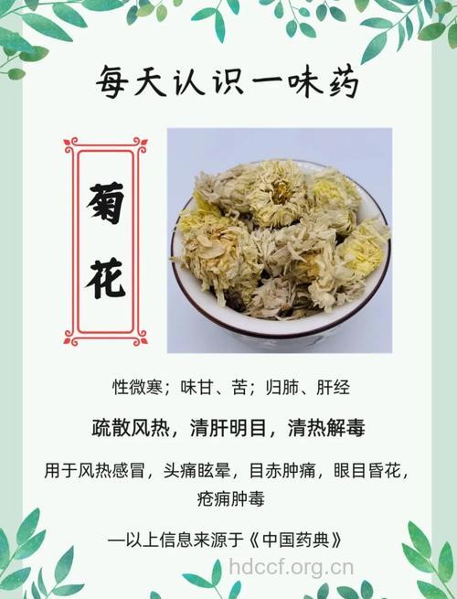 菊花的治病功效及食疗方