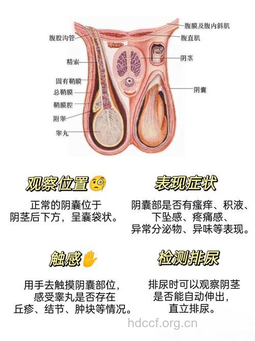 看看男性睾丸健康自测