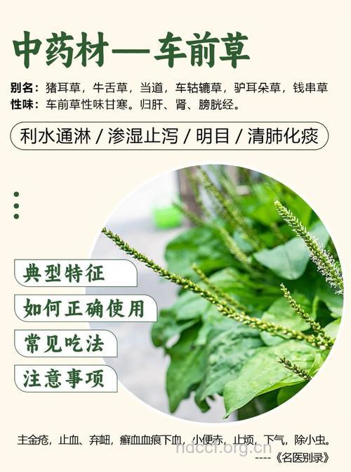 车前草的治病功效及食疗方