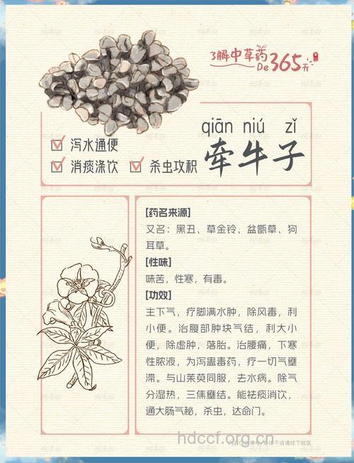 牵牛子的治病功效及食疗方