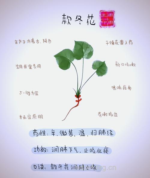 款冬花的治病功效及食疗方