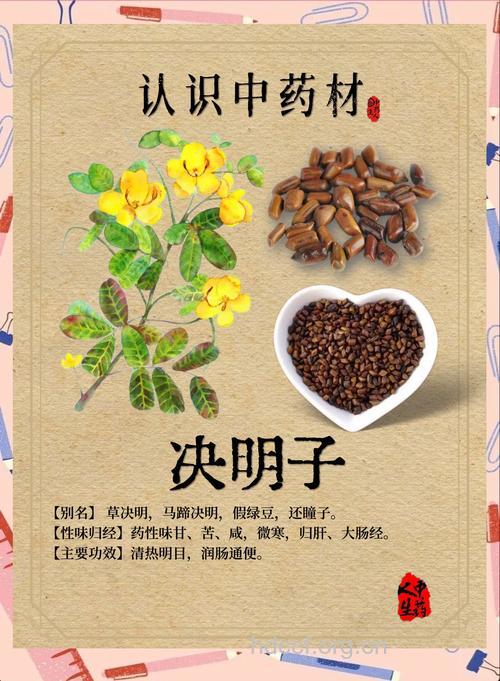 中药决明子 有你不知道的用途