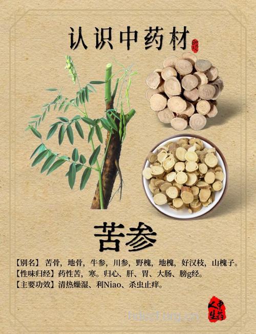 苦参的治病功效及食疗方