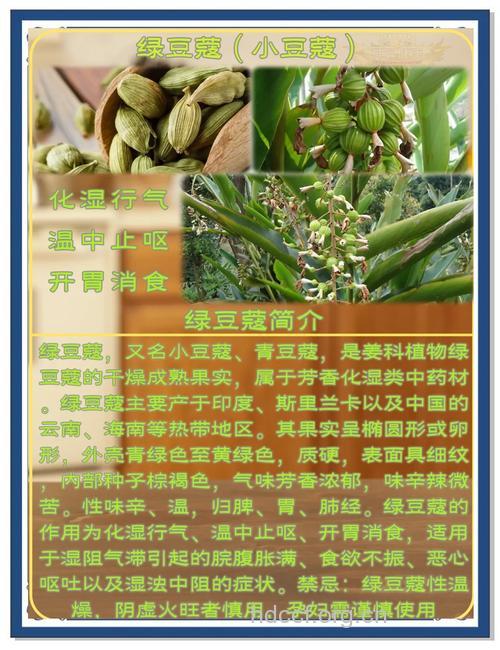 豆蔻的治病功效及食疗方