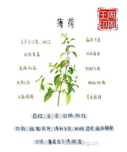 薄荷的治病功效与食疗方