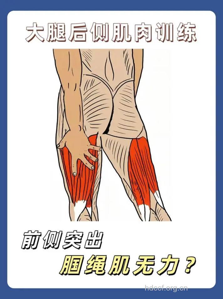 如何锻炼大腿后侧肌肉 保持强壮