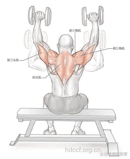 坐姿杠铃推举怎么做 谨记四个重要步骤