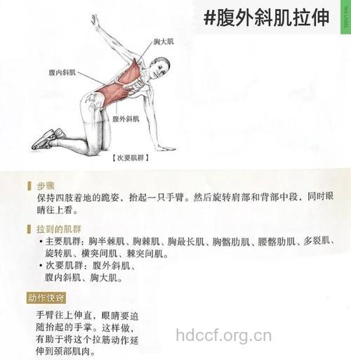 腹外斜肌疼怎么办 这样做恢复快