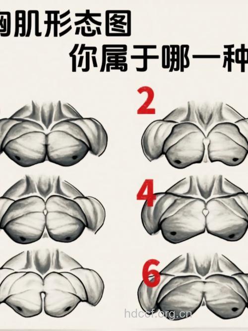 胸肌中缝不对称原因 你清楚吗