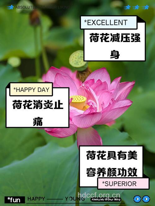 荷叶荷花是治病良药