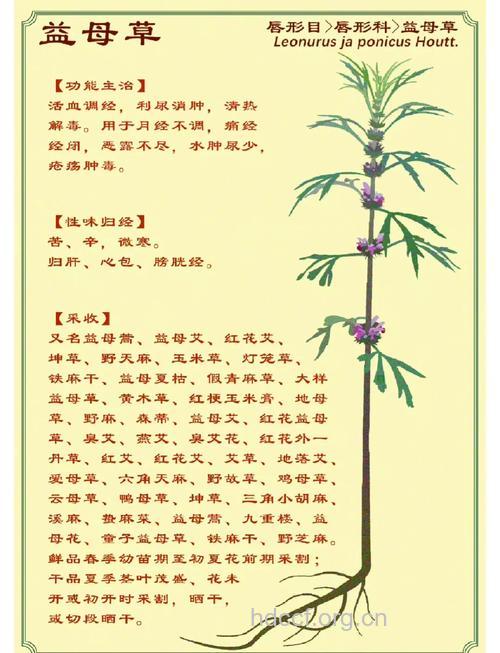 益母草有哪些治疗疾病的药效