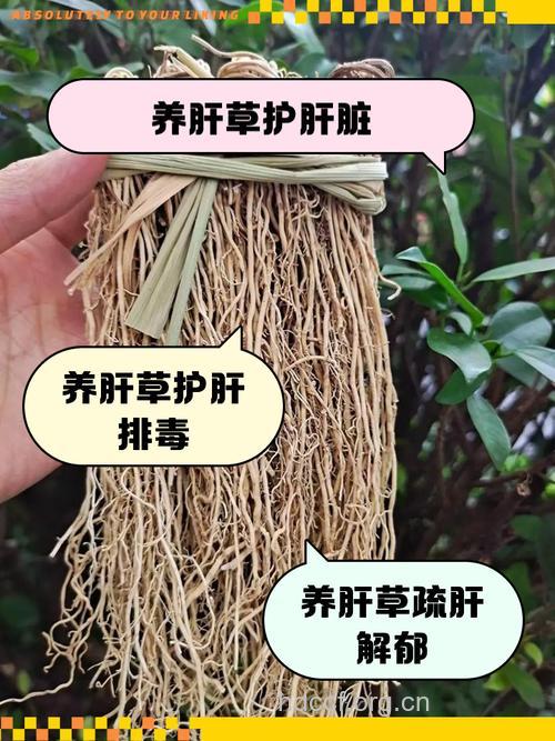 专家指导中草药调理脂肪肝