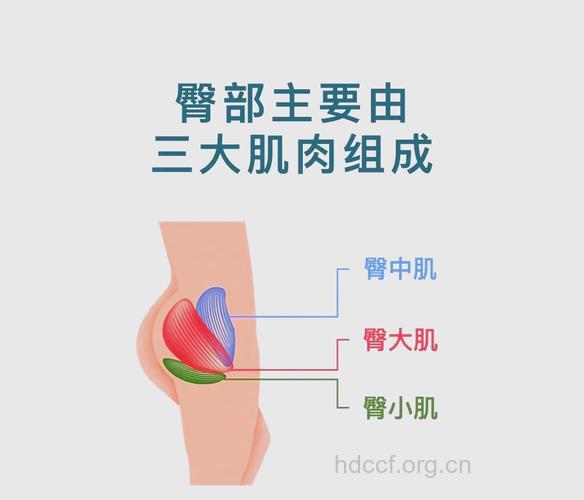 臀中肌竟有这三种主要功能