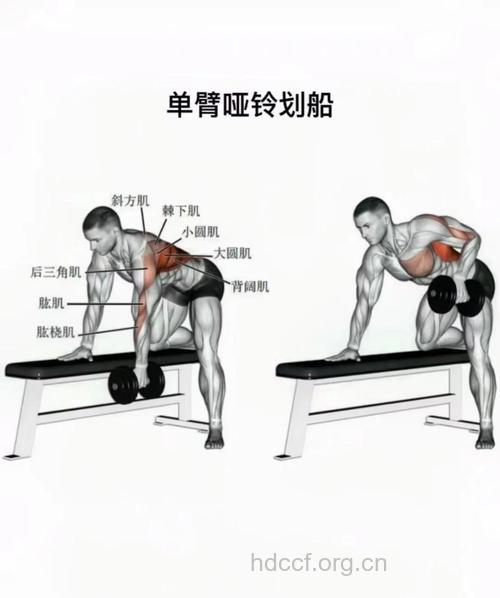 哑铃划船的动作以及注意事项