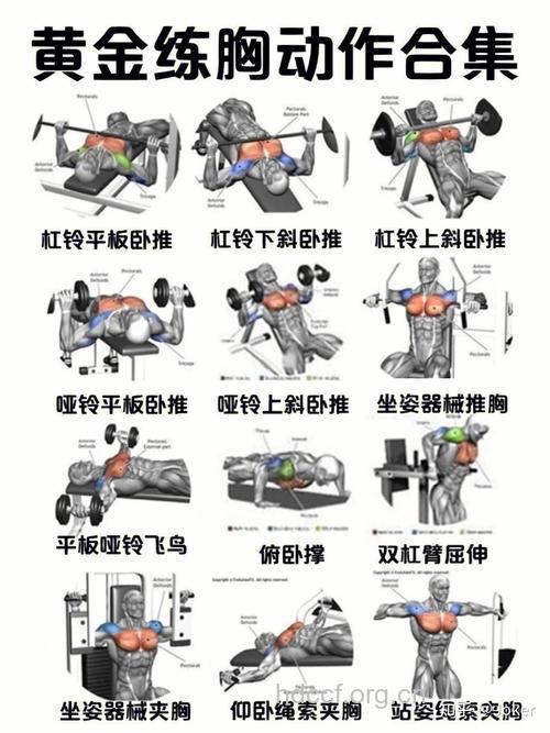 怎样练胸大肌 这三个动作效果好