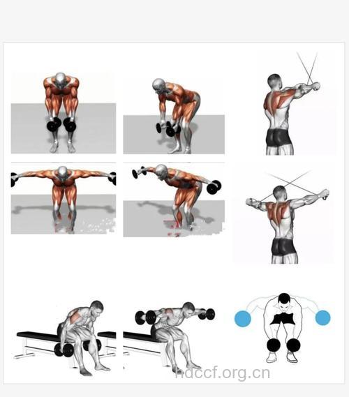 俯立哑铃飞鸟的动作要领及注意事项