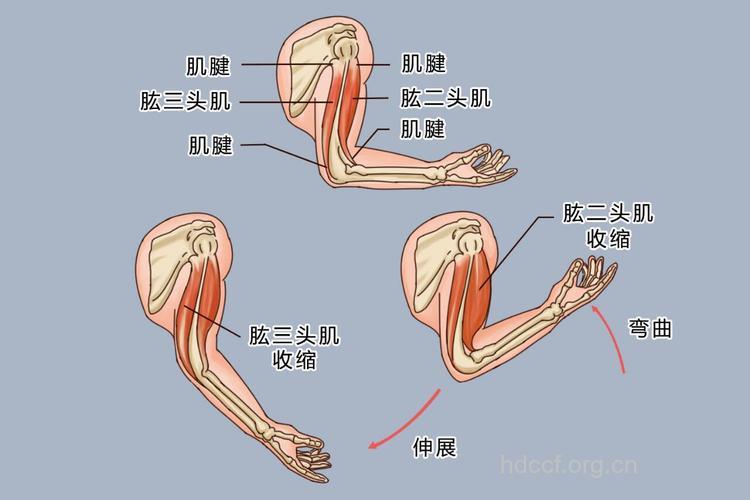 肱三头肌三个头的位置及功能详解