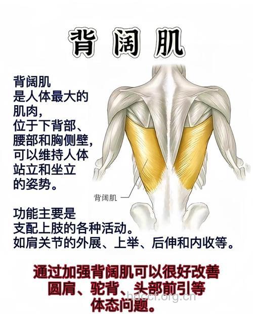 背阔肌的位置以及主要作用