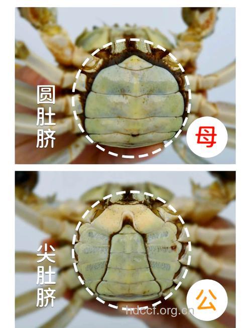 快速辨别新鲜螃蟹的4个妙招
