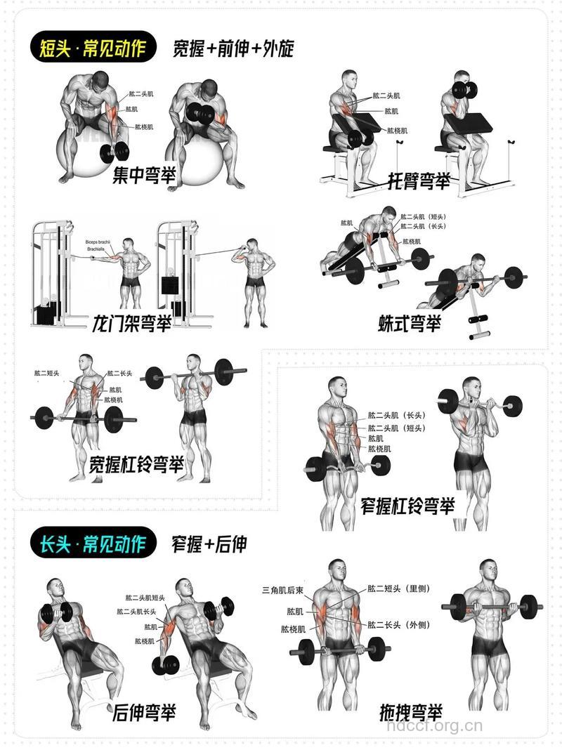 怎样锻炼肱二头肌肉 肌肉锻炼注意事项