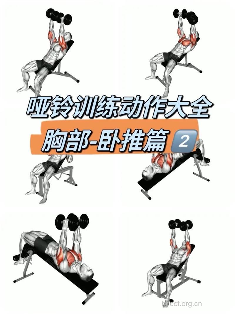 哑铃卧推的握距有几种 详解两种握距